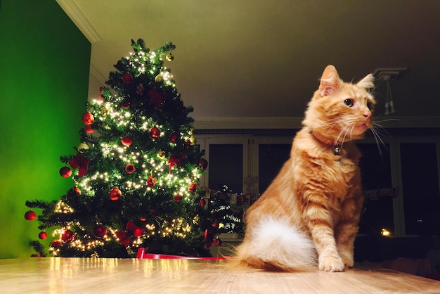 Gatto sull'albero di Natale a casa