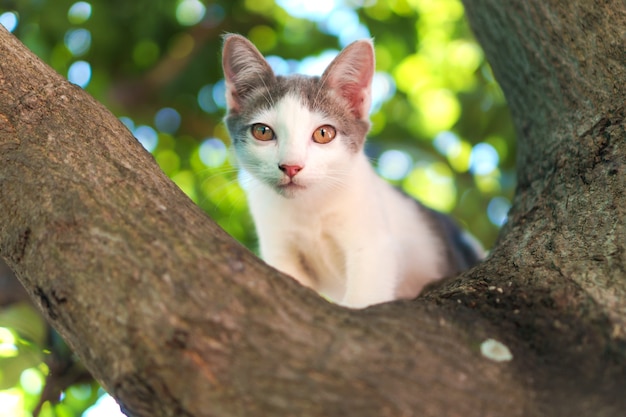 Gatto sull&#39;albero