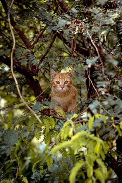 Gatto sull&#39;albero