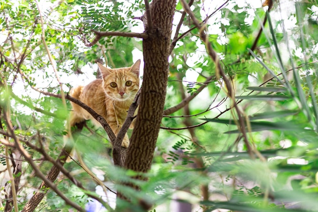 Gatto sull&#39;albero