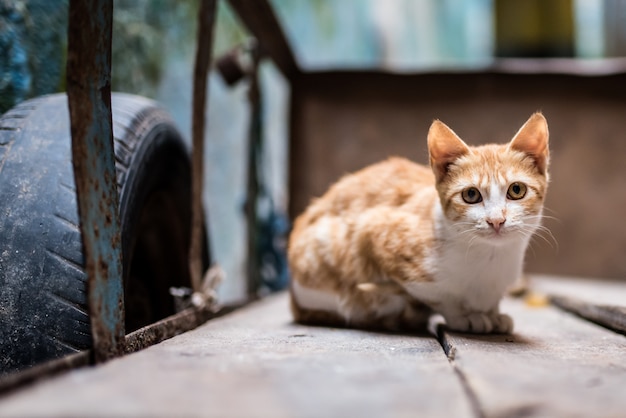 Gatto sulla strada in una carriola