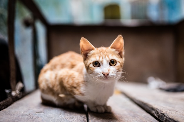 Gatto sulla strada in una carriola