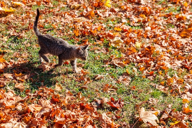 Gatto sulle foglie autunnali cadute nel parco