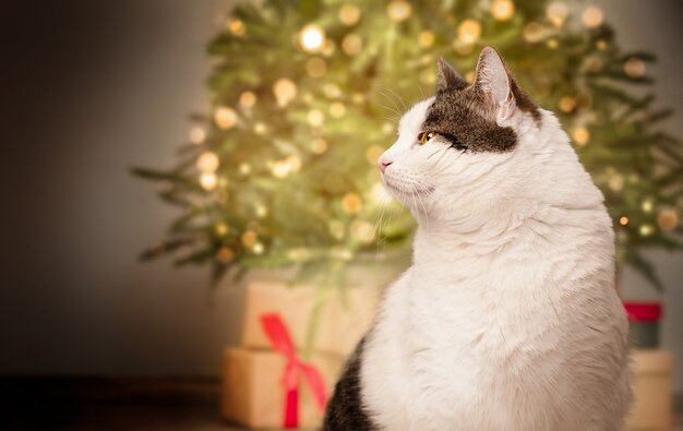 Gatto sullo sfondo dell'albero di natale