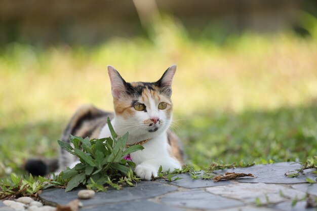 Gatto sullo sfondo di vetro