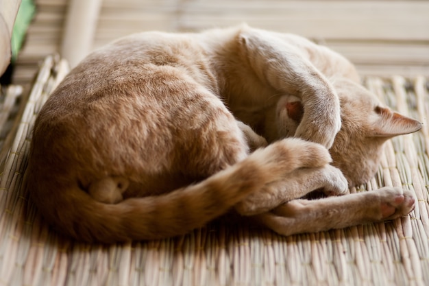 gatto sveglio che dorme gatto a terra