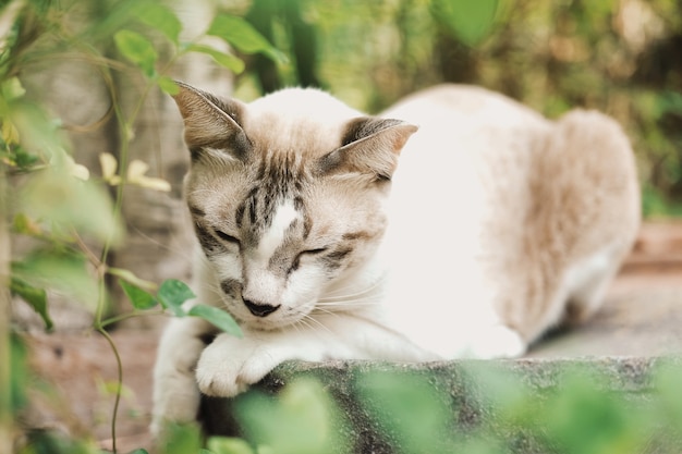 Gatto sveglio che si siede sul vaso in giardino