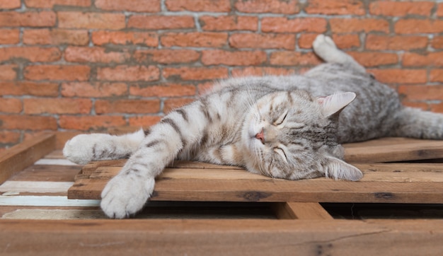 Gatto sveglio dei peli di scarsità che dorme su un pavimento di legno