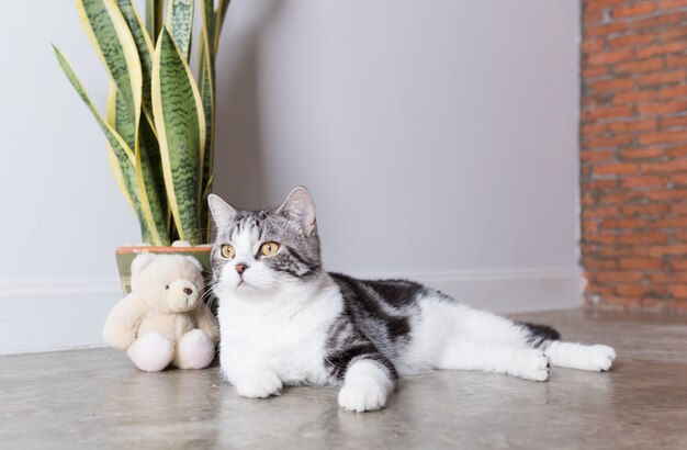 Gatto sveglio dei peli di scarsità che si siede sul pavimento