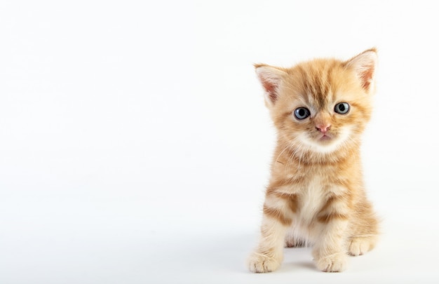 Gatto sveglio del bambino su fondo bianco