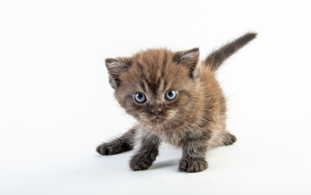 Gatto sveglio del bambino su fondo bianco