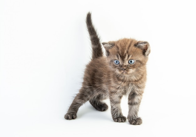 Gatto sveglio del bambino su fondo bianco