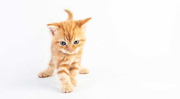 Gatto sveglio del bambino su fondo bianco