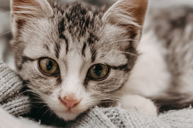 Gatto sveglio del bello primo piano, riposante in un modo caldo accogliente comodo.