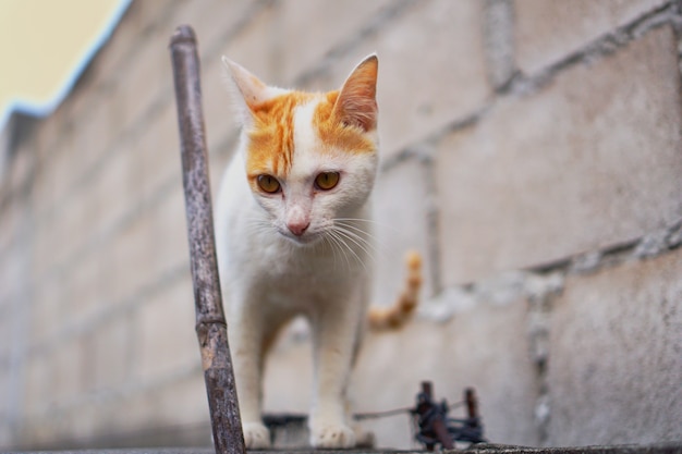 Gatto sveglio del ritratto che guarda dall&#39;alto in basso muro di mattoni