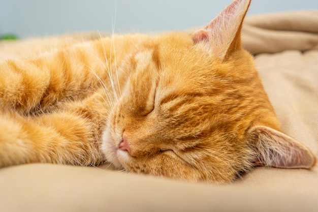 Gatto sveglio dello zenzero che dorme sul letto