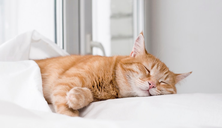 Gatto sveglio dello zenzero che dorme sul letto