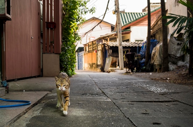 Gatto sveglio divertente nella via della città Tailandia di Bangkok