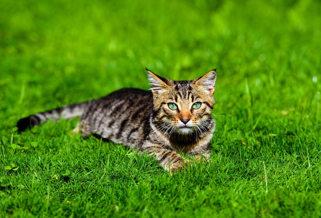 Gatto sveglio sull'erba verde