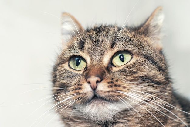 Gatto tabby marrone con primo piano occhi verdi Ritratto di un gatto