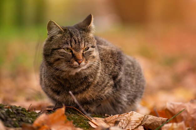 Gatto tabby splendidamente segnato Gatto seduto nel campo in una giornata autunnale Gatto tabby a strisce nelle foglie gialle nel parco