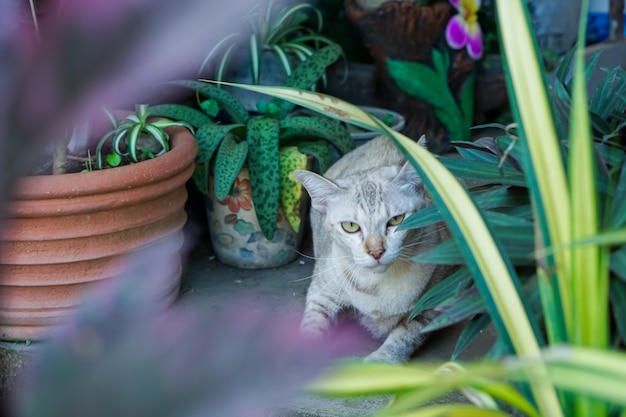 Gatto tailandese, modello marrone della tigre, nel giardino.