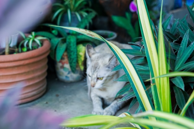 Gatto tailandese, modello marrone della tigre, nel giardino.