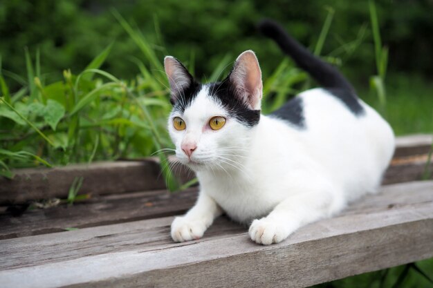 Gatto tailandese su vecchio di legno nel paesaggio della natura