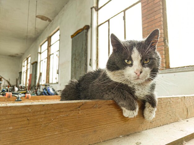 Gatto tra oggetti abbandonati in un luogo in disuso