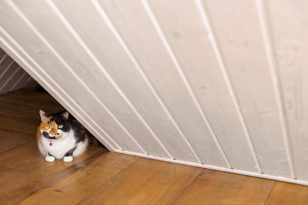 Gatto tricolore bianco con rosso e nero al piano sottotetto sul lato sinistro della boiserie bianca