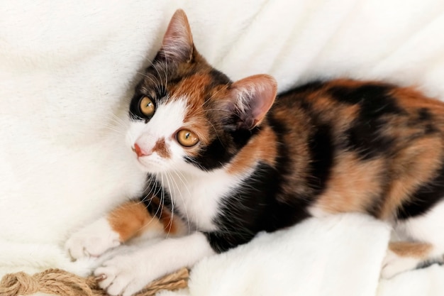 Gatto tricolore calico su sfondo chiaro. Il gattino è un simbolo di buona fortuna e prosperità.