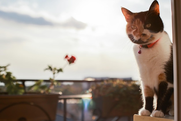 Gatto tricolore con personaggio seduto sul davanzale del balcone al tramonto