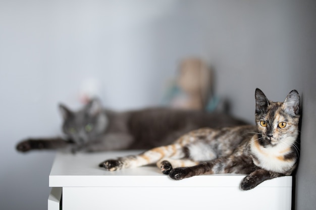 gatto tricolore e gatto grigio si trovano su un tavolo bianco