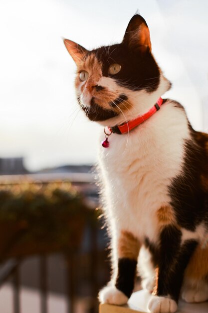 Gatto tricolore seduto sul balcone al tramonto sotto i raggi caldi