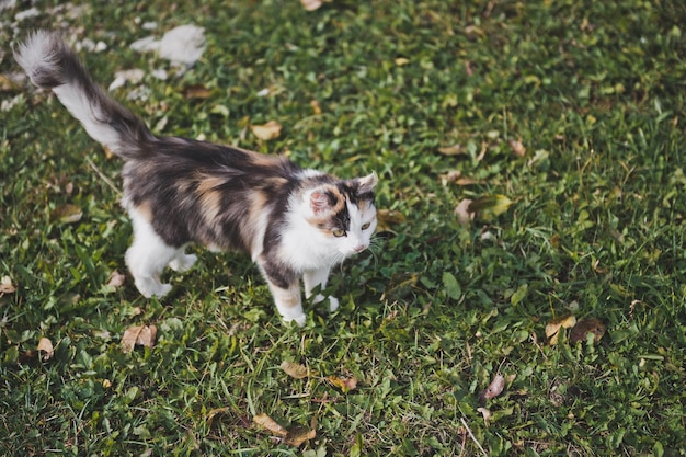 Gatto tricolore su prato verde 8118