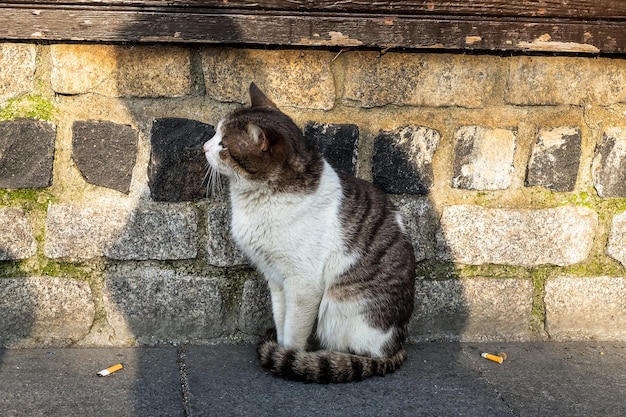 Gatto Turco Gatti Angora Turchi