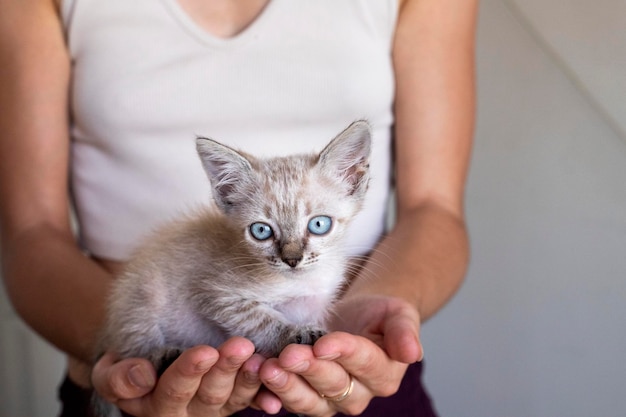 Gatto. Un rifugio per gatti randagi.Aiuto per animali senza fissa dimora.