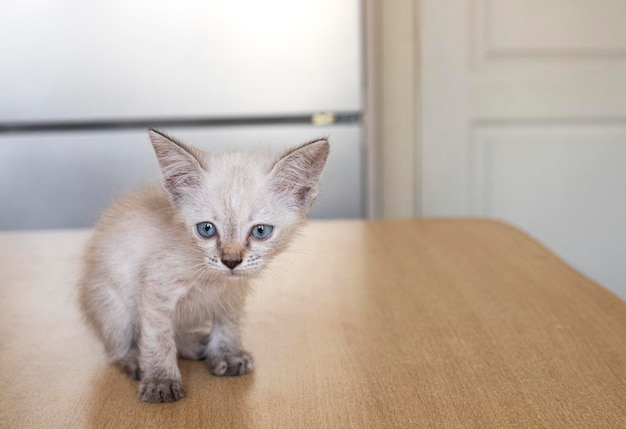 Gatto. Un rifugio per gatti randagi.Aiuto per animali senza fissa dimora.