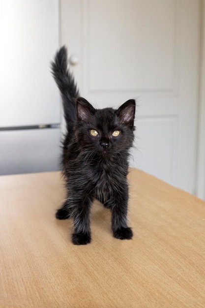 Gatto. Un rifugio per gatti randagi.Aiuto per animali senza fissa dimora.