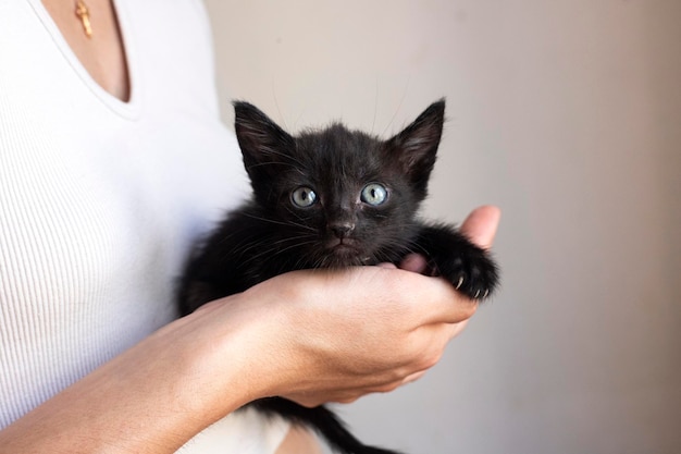 Gatto. Un rifugio per gatti randagi.Aiuto per animali senza fissa dimora.