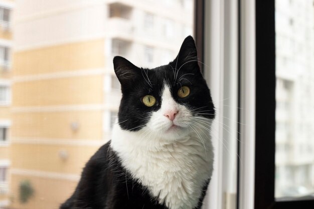 Gatto. Un rifugio per gatti randagi.Aiuto per animali senza fissa dimora.