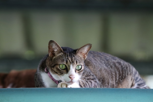 Gatto variopinto domestico che riposa sul colore verde dell'automobile del tetto nell'animale domestico grazioso di estate