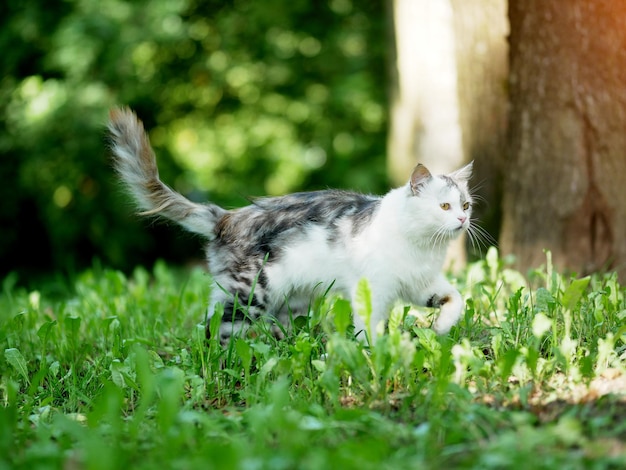 Gatto Whitegray che cammina sull'erba