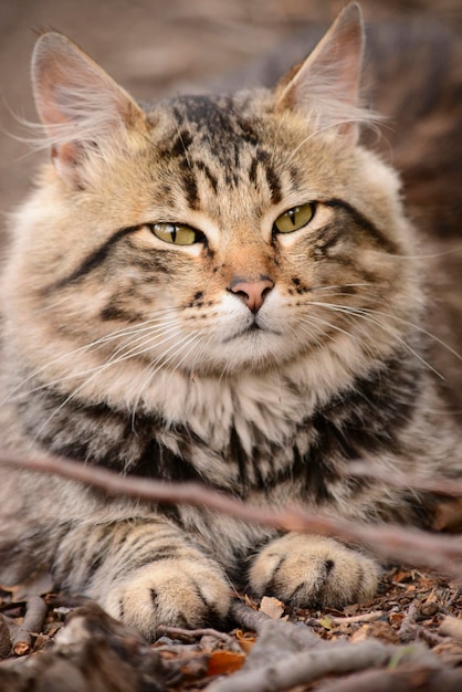 gatto zampa animale domestico di pura razza dall'aspetto carino animale domestico sfondo soffice mammifero peloso
