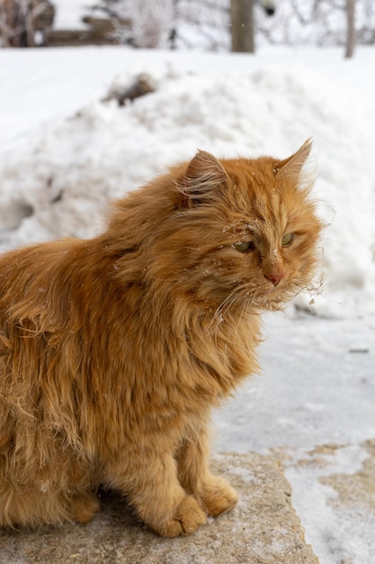 Gatto zenzero squallido bagnato con capelli soffici e occhi verdi tristi che distolgono lo sguardo vivendo per strada in un villaggio di campagna in inverno Rifugio per animali Persone e animali insieme