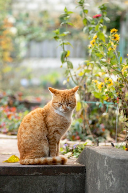 gatto zenzero sta riposando in una giornata di sole in giardino