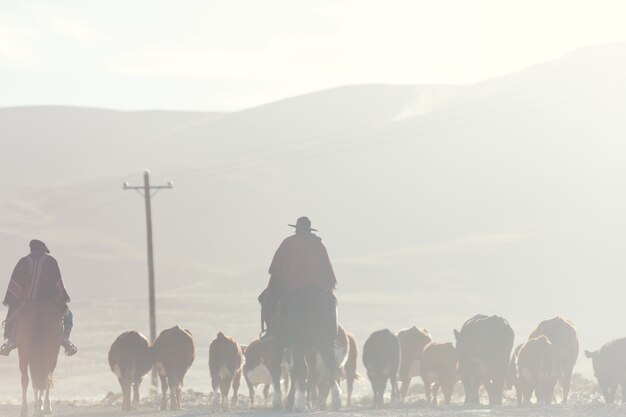 Gauchos ahd gregge di capre nelle montagne della Patagonia, Argentina