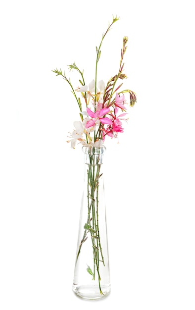 Gaura in studio