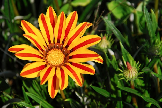 Gazania rigens fiore fiore o margherita africana in un giardino vista ravvicinata piante e fiori