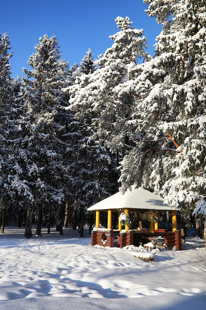 Gazebo in legno nella foresta in giornata di sole invernale